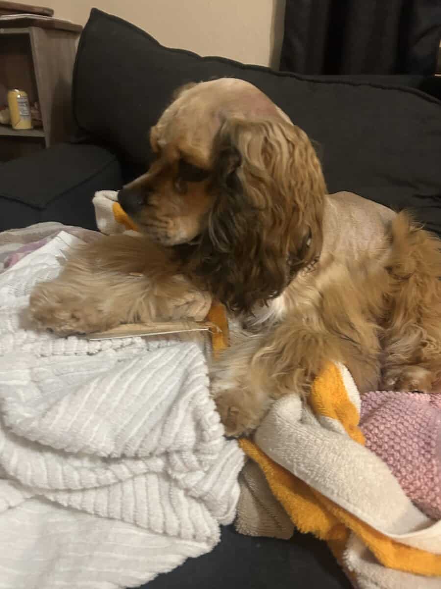 Cocker spaniel image 1