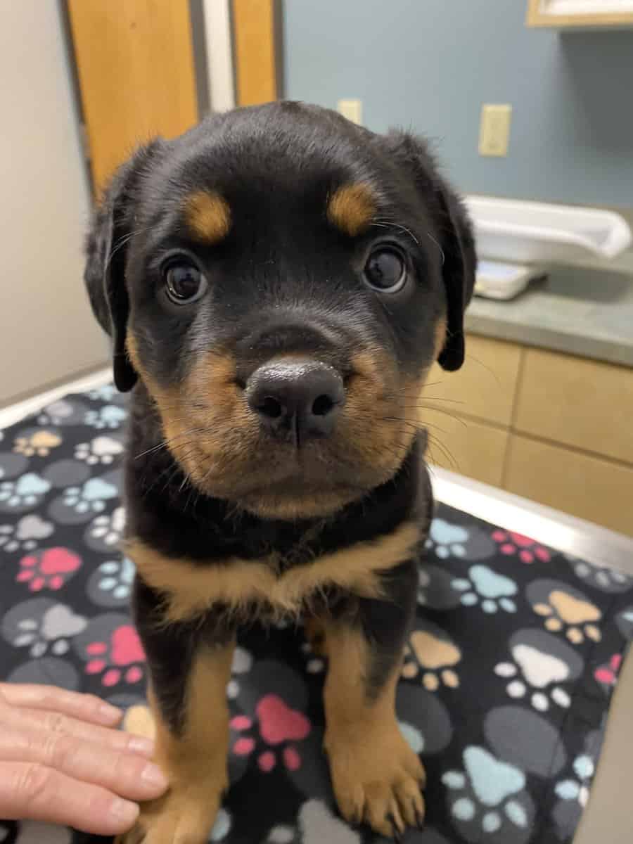 Rottweiler Puppies image 4