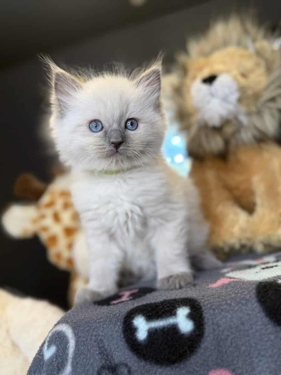 Blue Point Ragdoll Kittens image 1