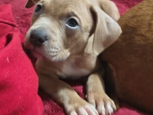 Amstaff/Nanny Pit bull puppies pitbull