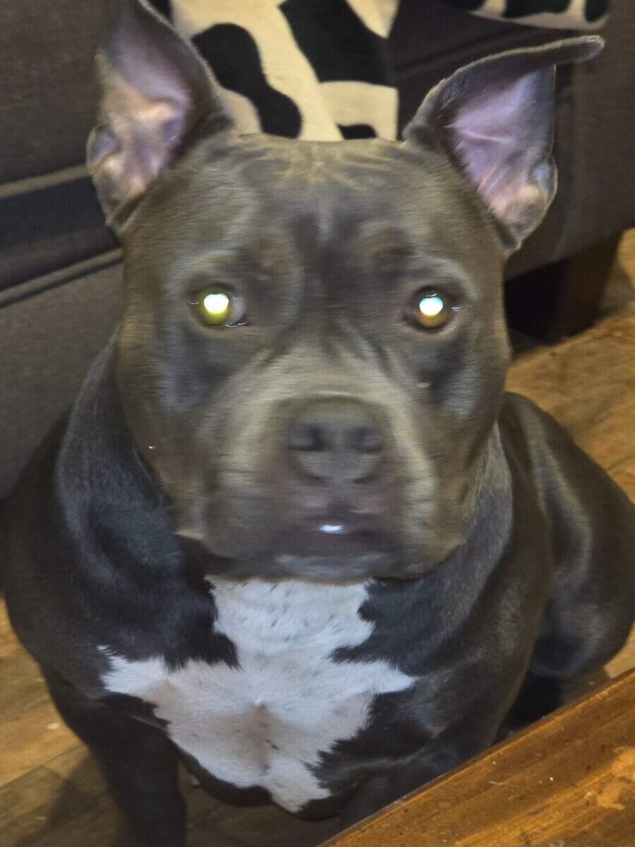 Bully’s image 14