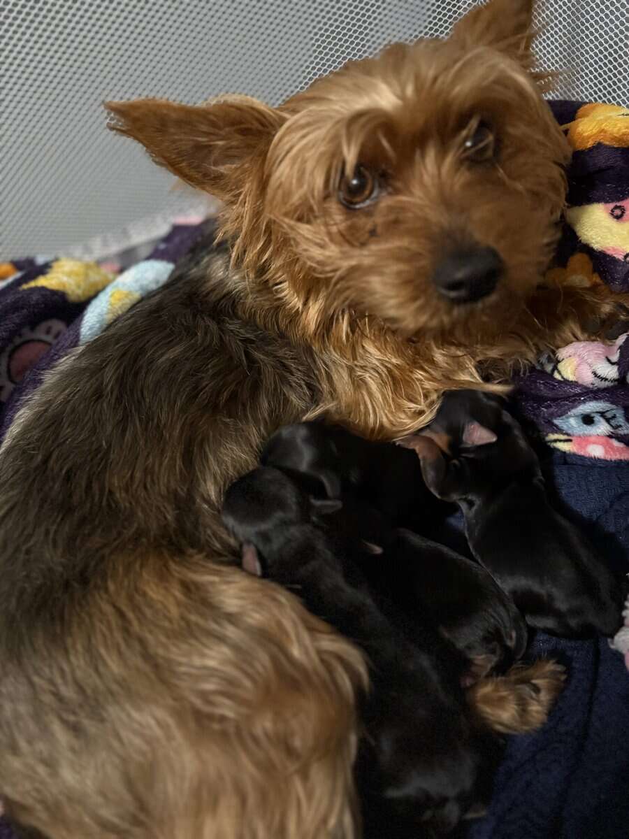 2F, 2M Purebred Yorkies image 2