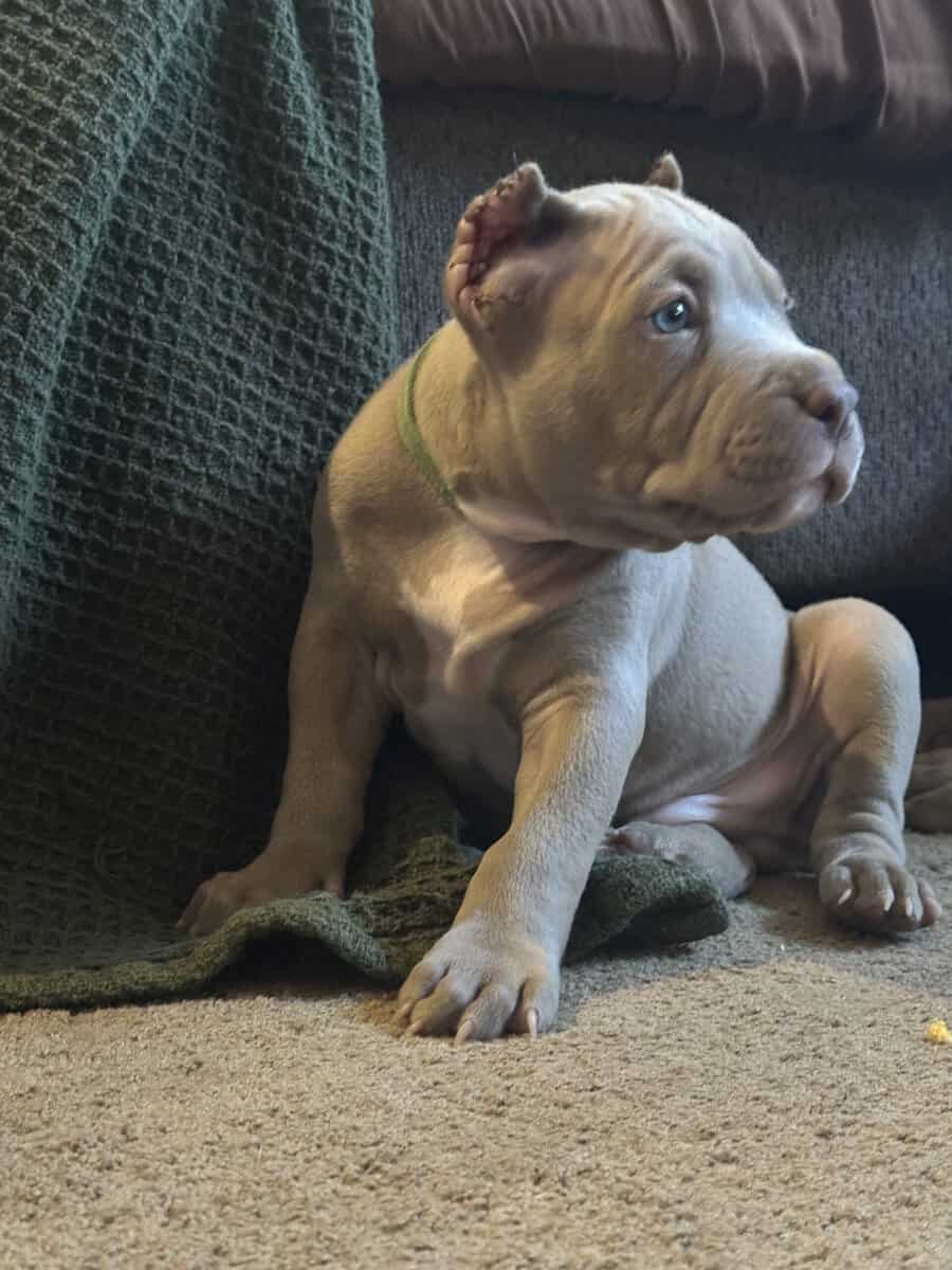 8 weeks American bullies image 9