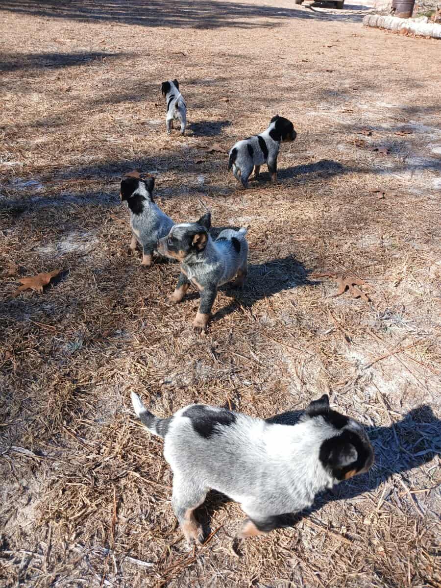Blue Heeler Pups for sale (Full Blooded) image 1