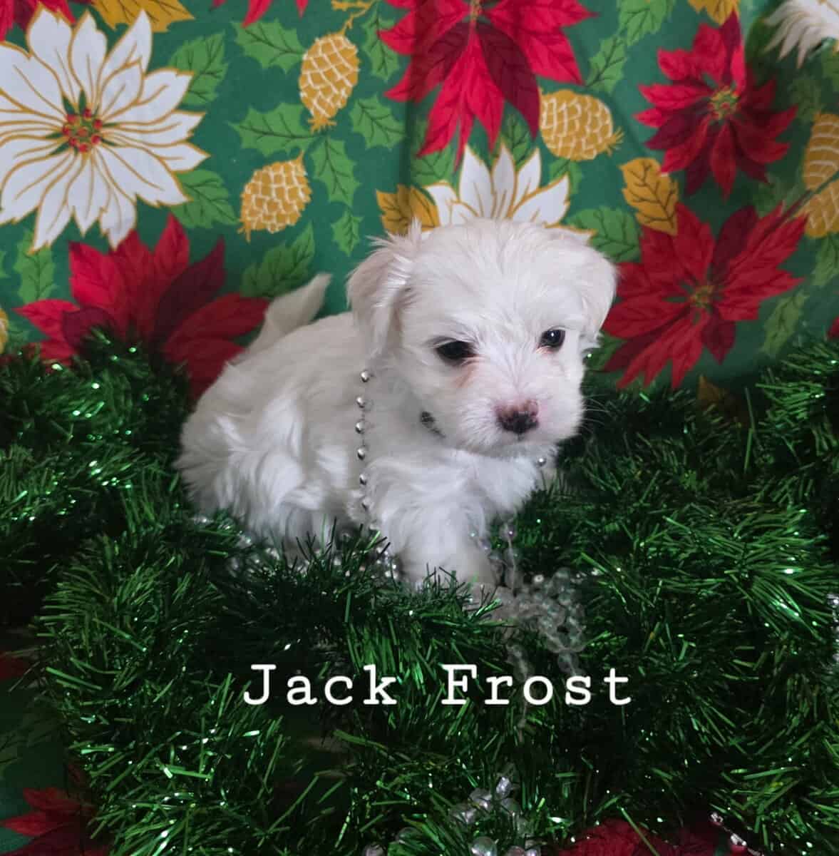 Coton De Tulear puppies image 4