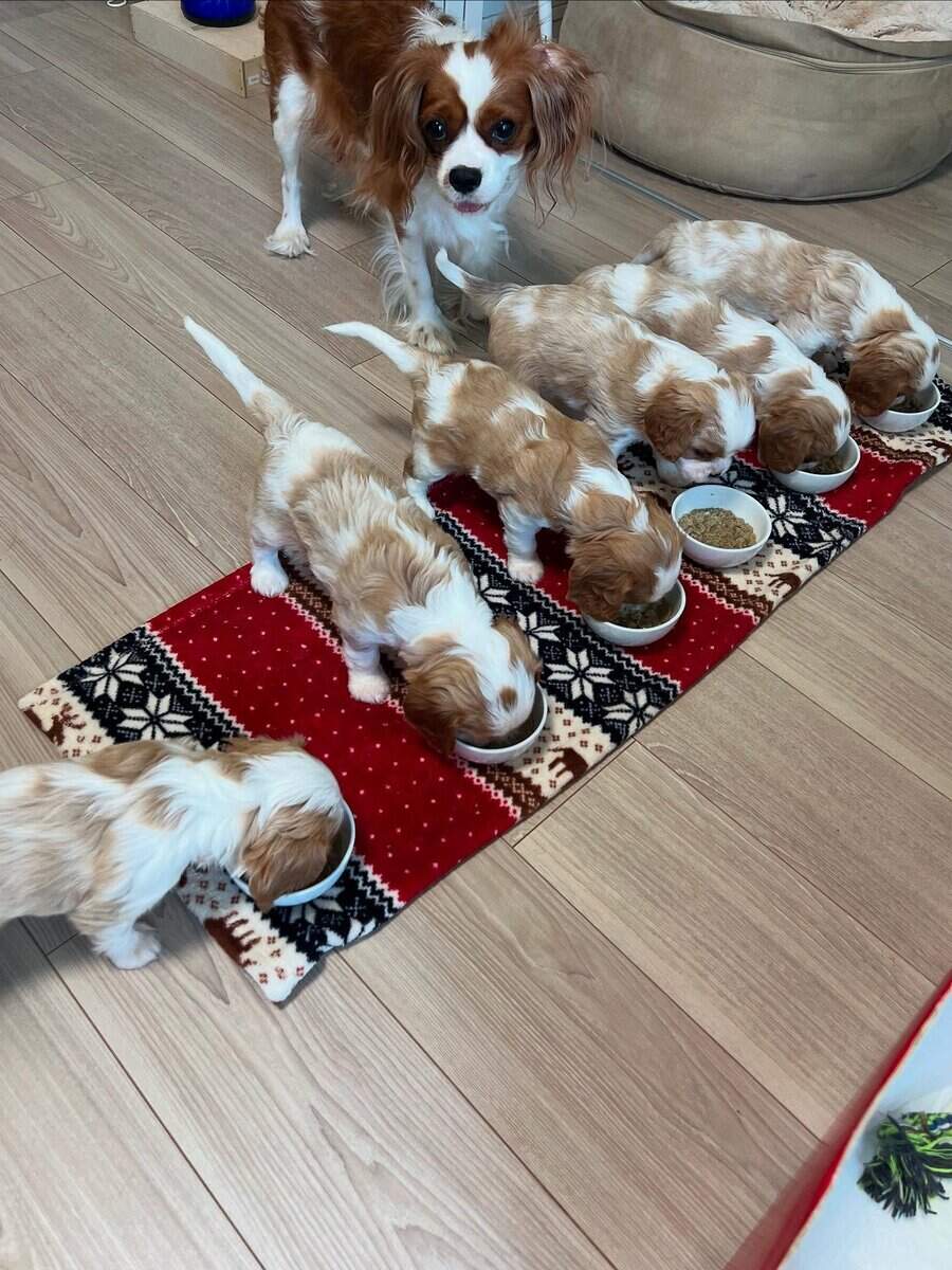 AKC Cavalier King Charles Spaniel Puppies Availabl image 1