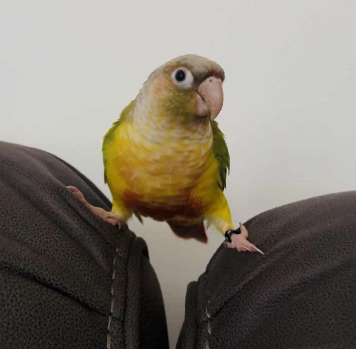 Green cheek conure and pineapple image 17