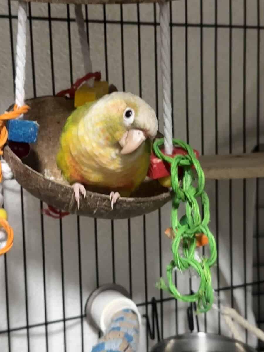 Green cheek conure and pineapple image 10