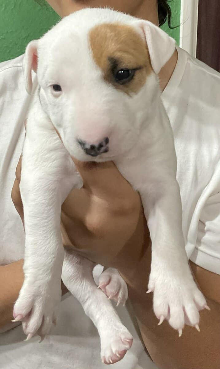 AKC Bull Terrier puppies for Sale image 4