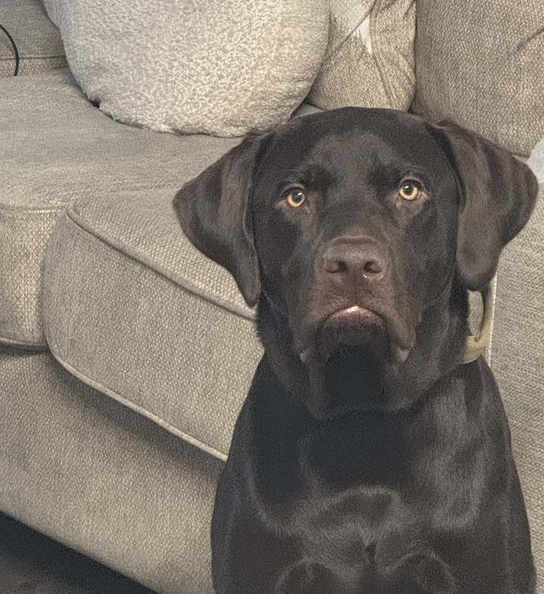 Chocolate Labrador image 2