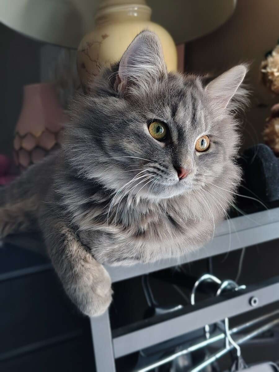 Siberian Kitten need forever home. image 2
