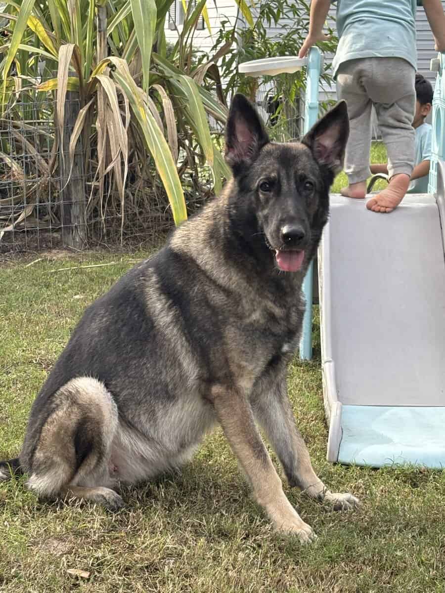Full bred, German Shepherd puppies image 14