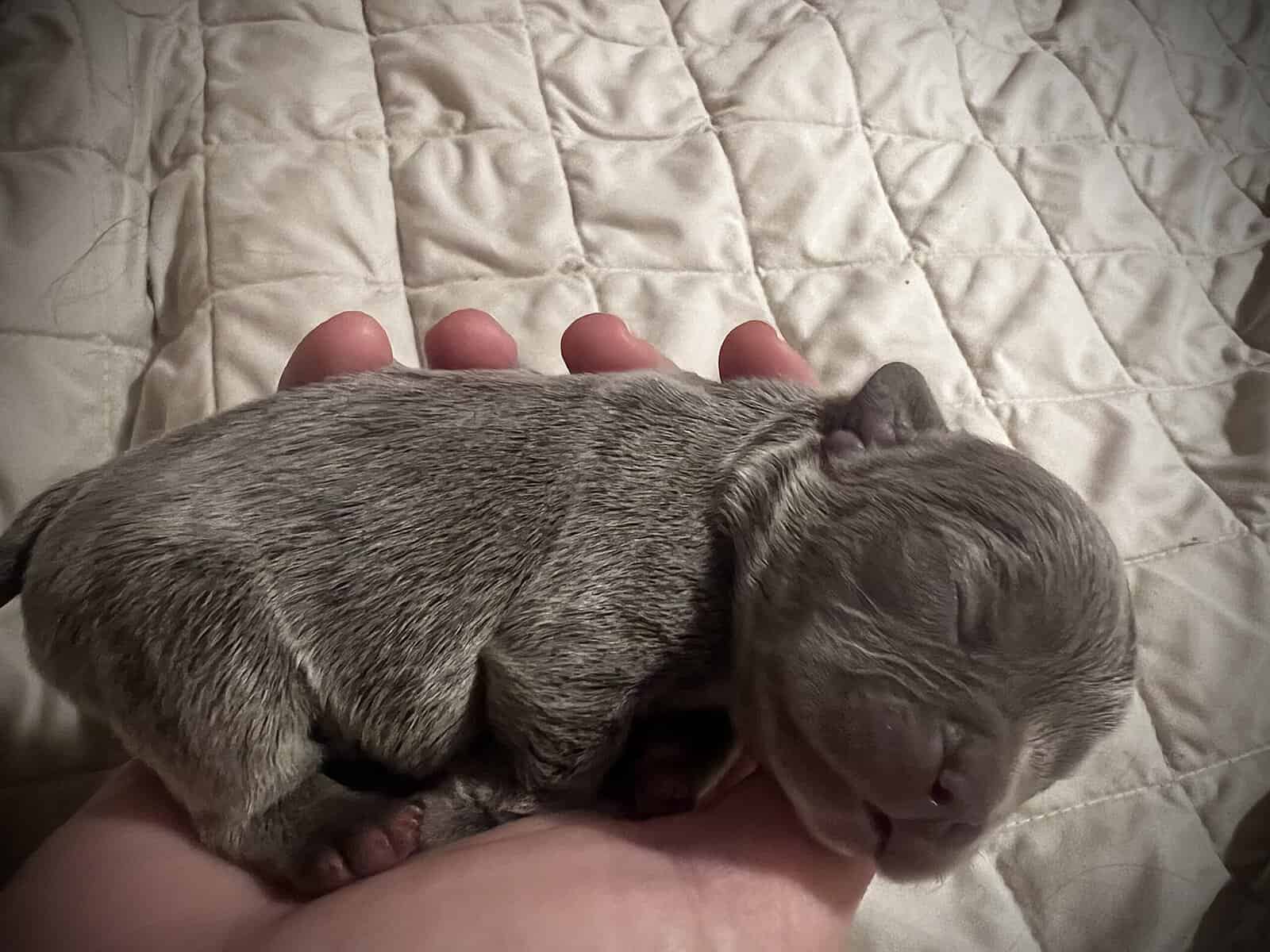 French Bulldog Puppies image 10
