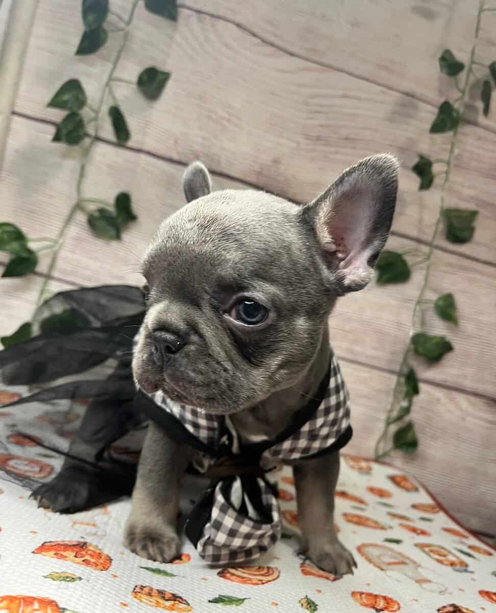 Frenchies image 1