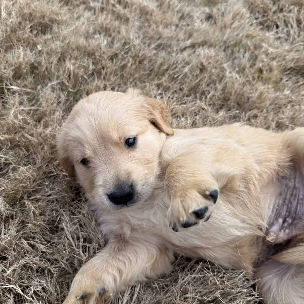 Golden Retriever Puppies image 6