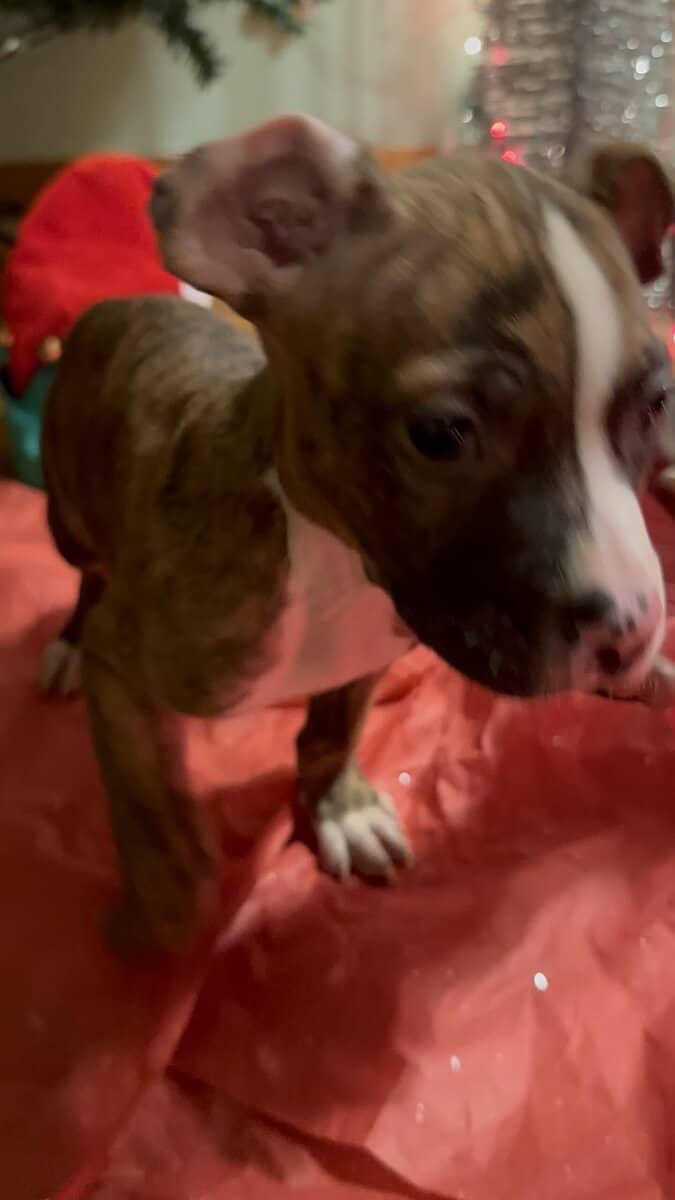 Pitbulls for sell image 1
