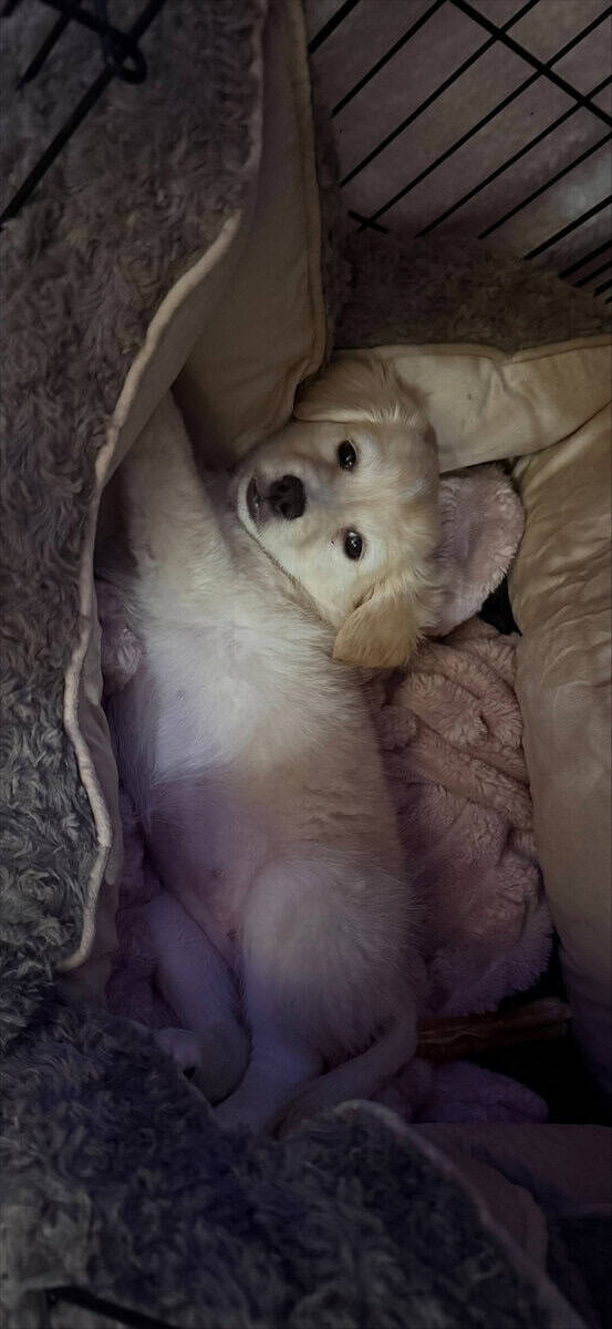 Miniature Golden Retriever Puppy image 3