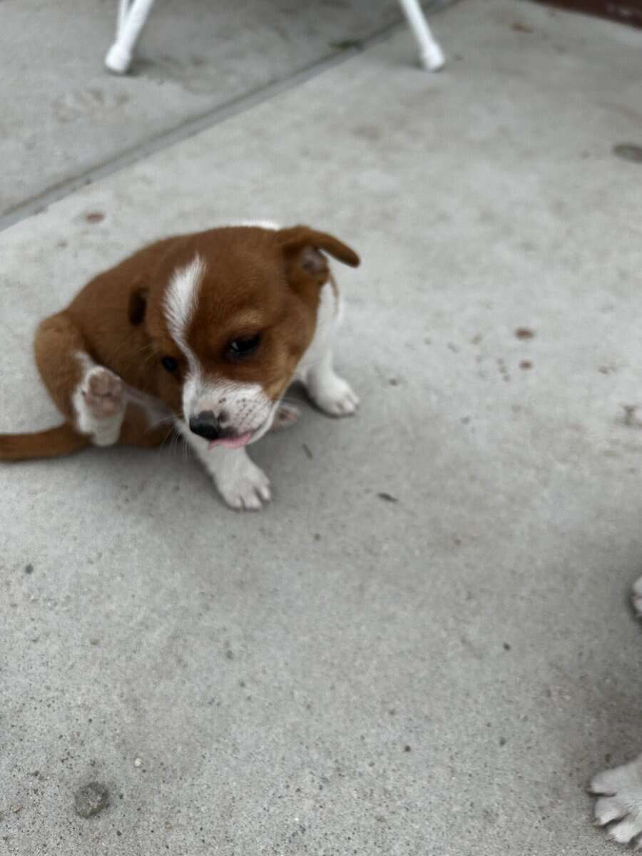 Chihuahua puppy image 8