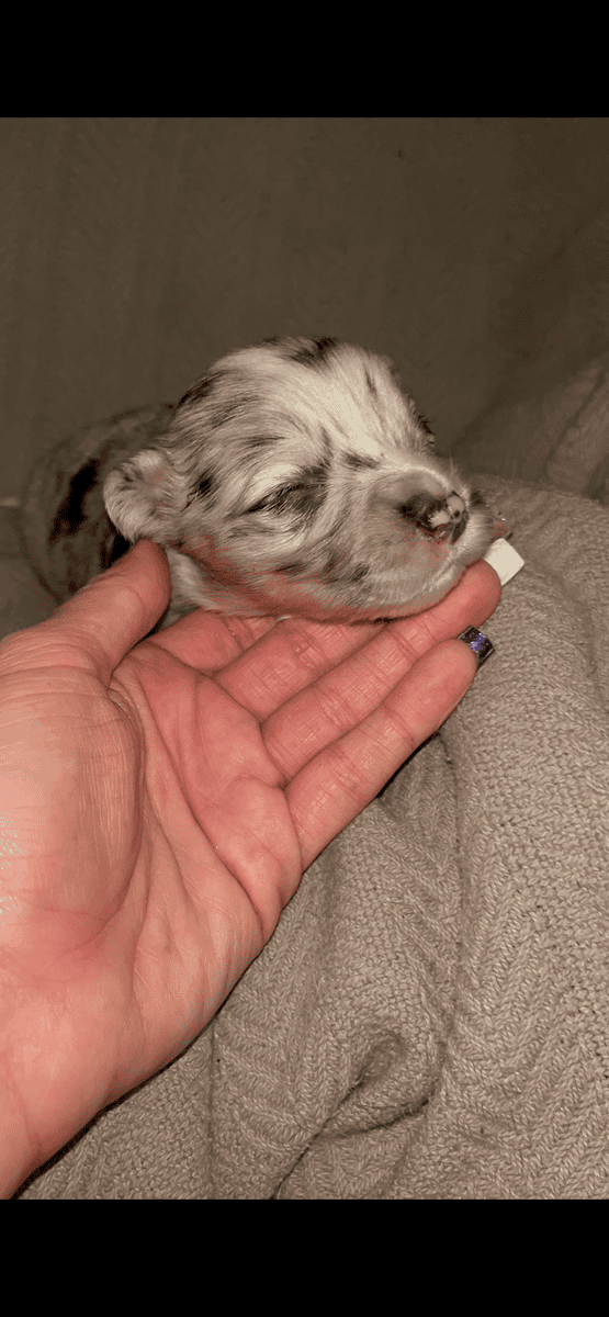 Beautiful Merle corgis and tri corgis for sale image 3