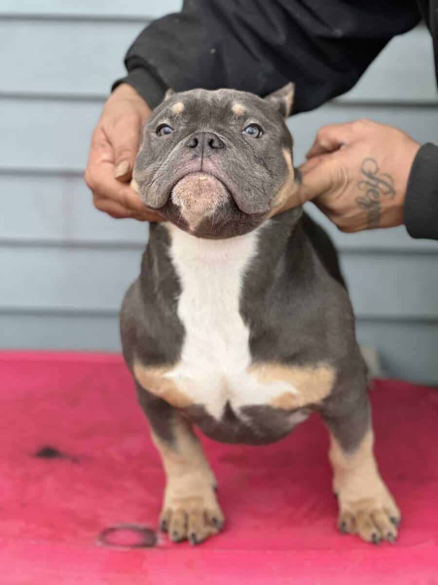 5 month blue tri female image 4