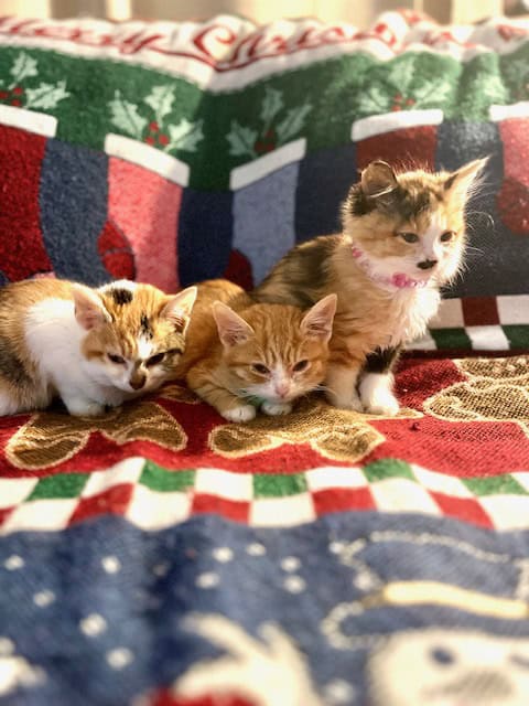 3 KITTENS AVAILABLE FOR ADOPTION. CALICO + ORANGE image 2