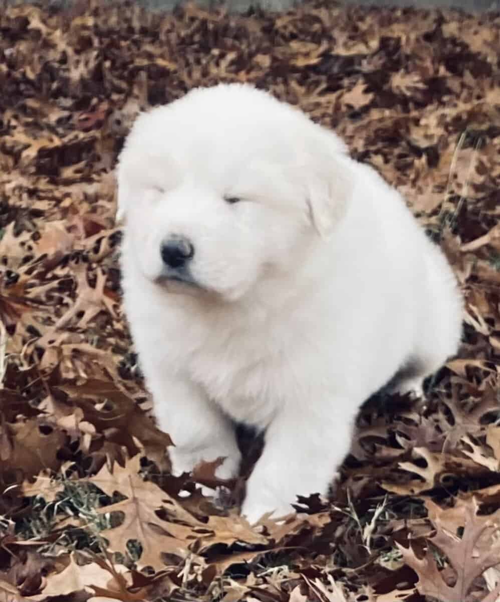 Great Pyrenees puppies image 5