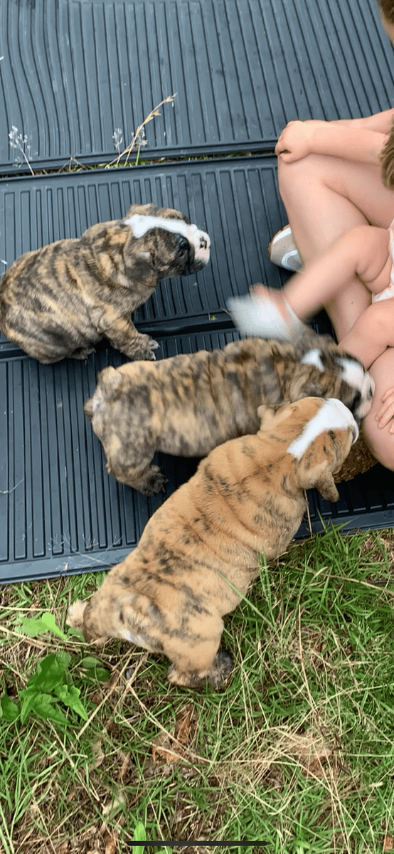English Bulldog puppies - Champion Blood line image 1