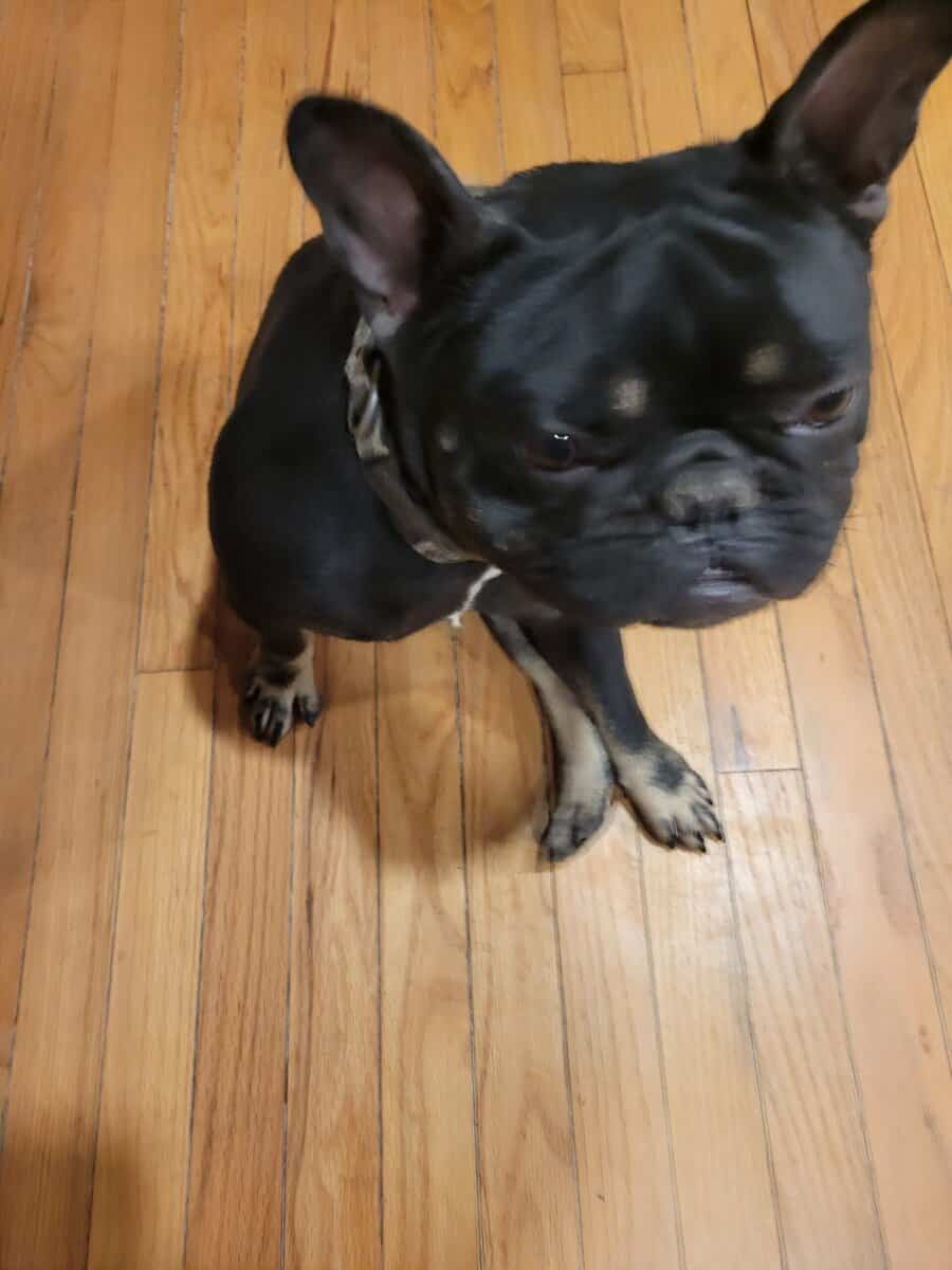 French bulldog image 3