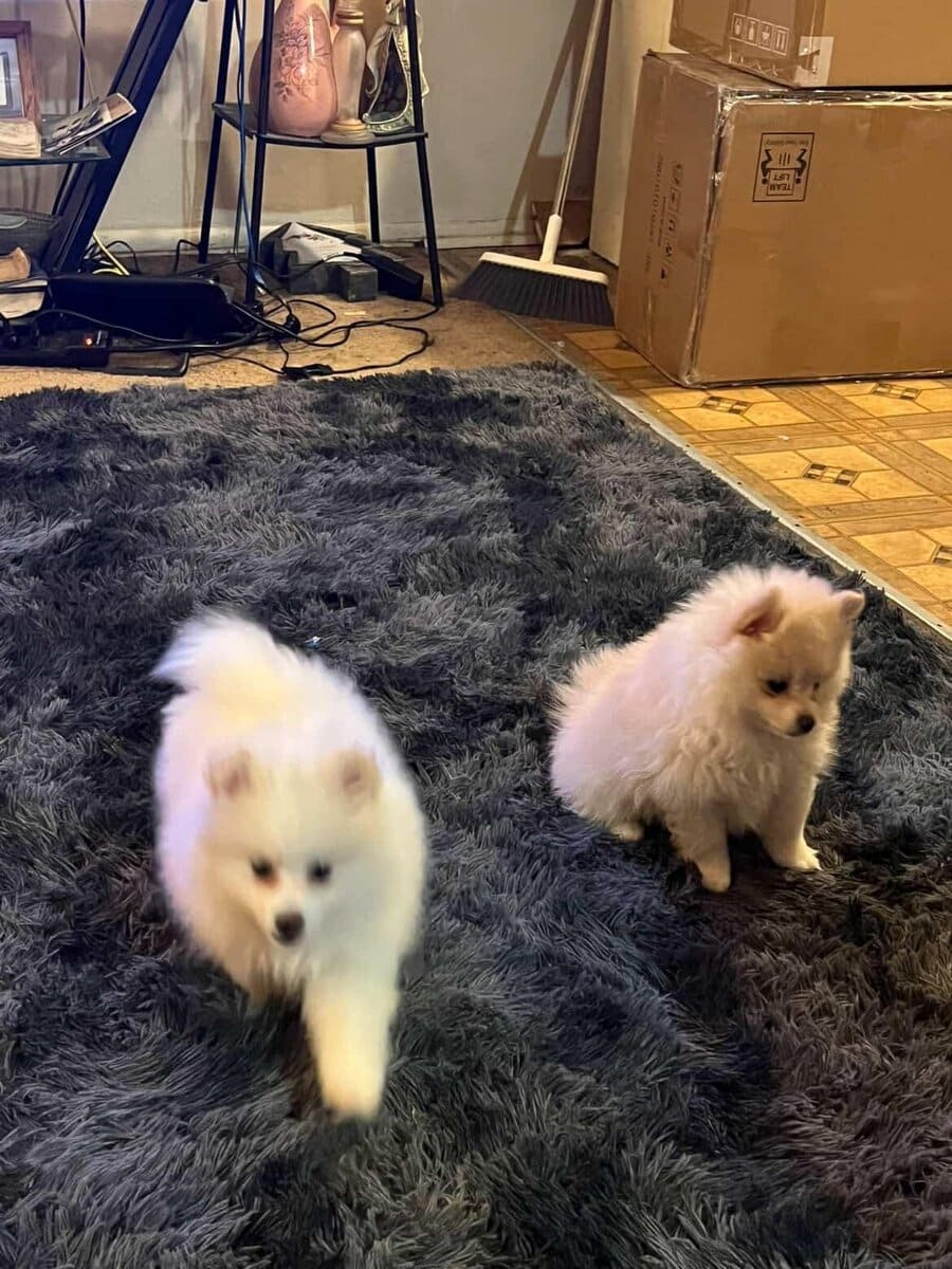 Pomeranian puppies for sale image 1