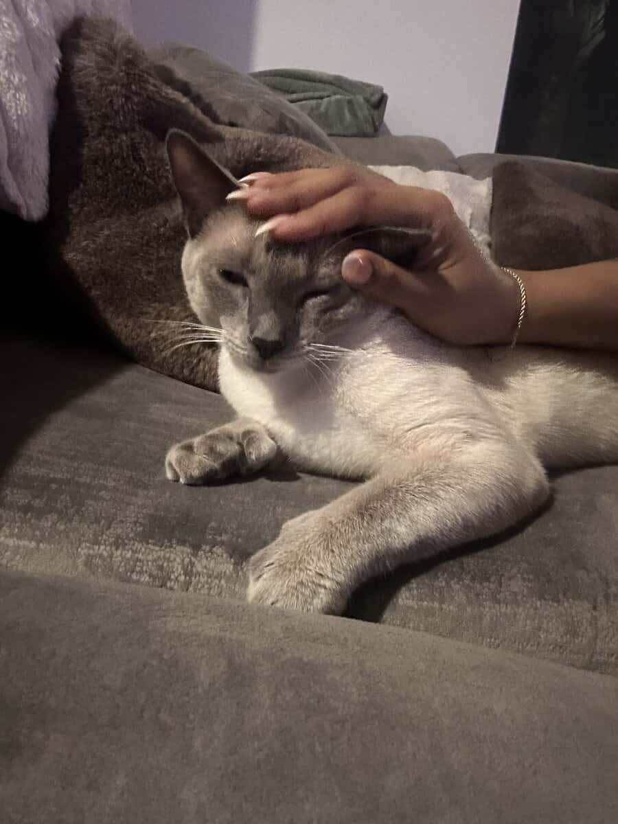 Blue Point Siamese for sale image 6