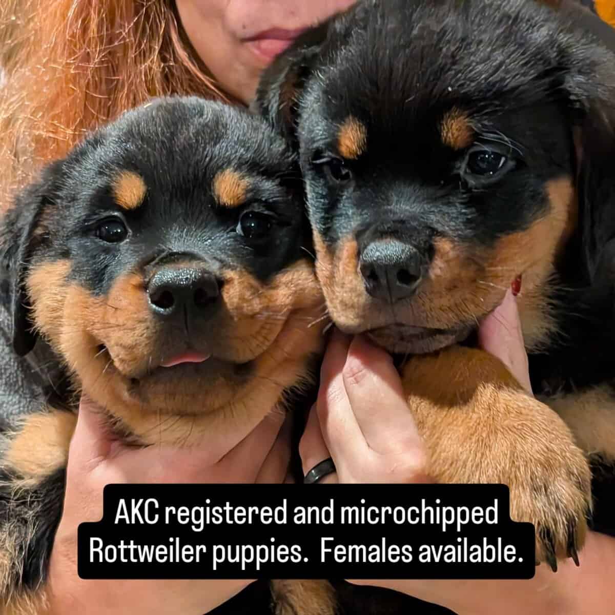 AKC Rottweiler puppies - Phoenix AZ image 2