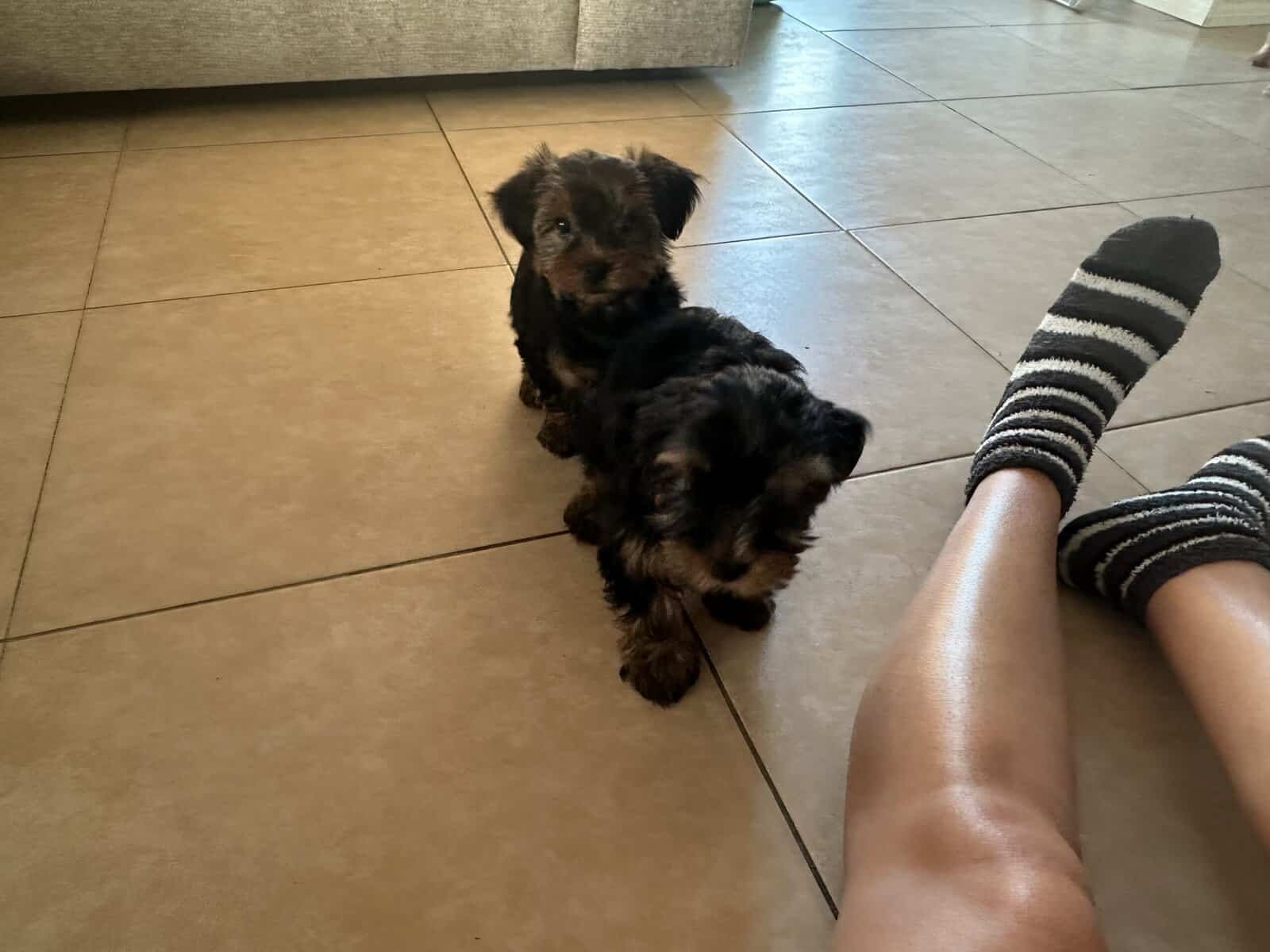 Yorkies image 1