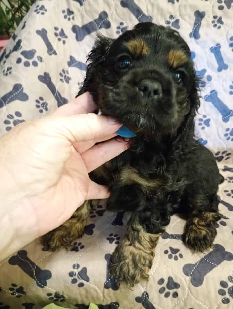 Cocker spaniel girls image 11