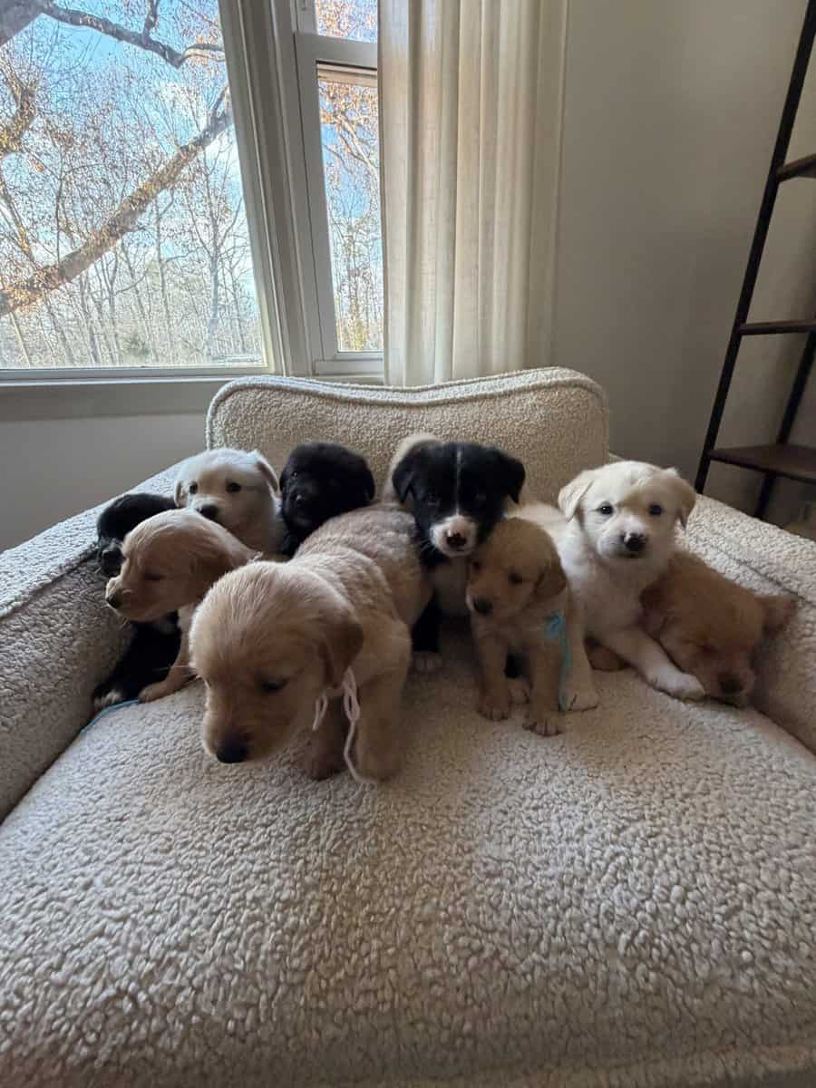 Purebred Golden Retriever Puppies For Sale! image 2