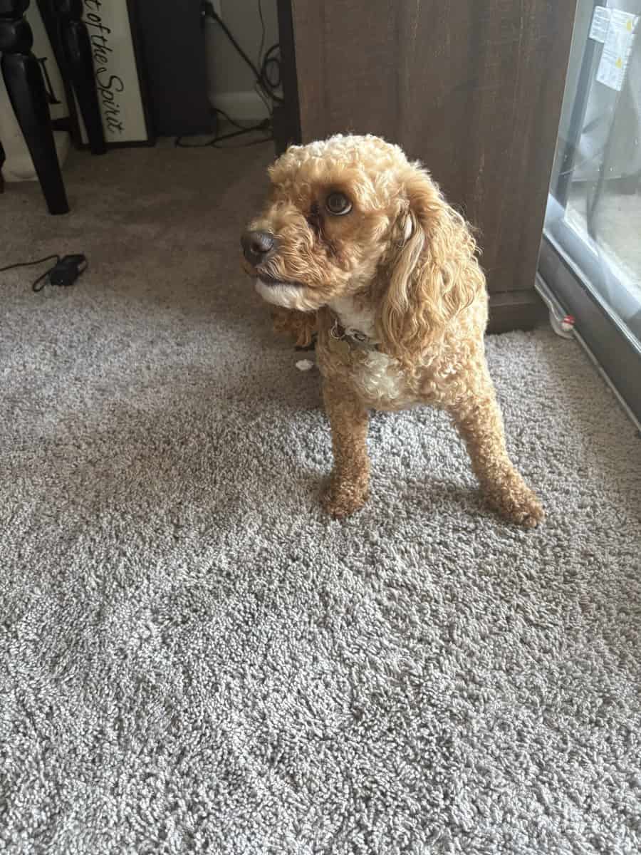 2 y/o Poodle. Bichon frise for rehoming image 6