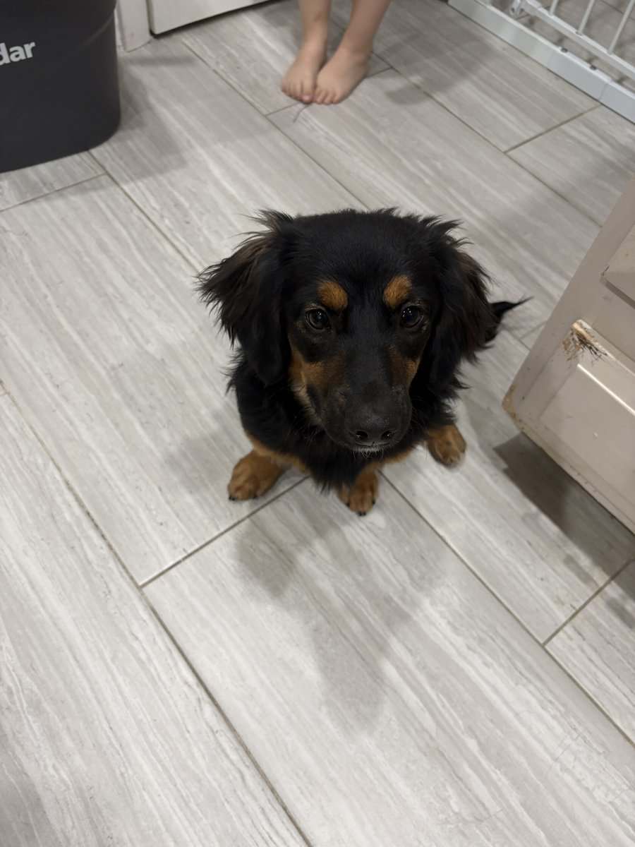6mo pup for sale - Pepe image 3