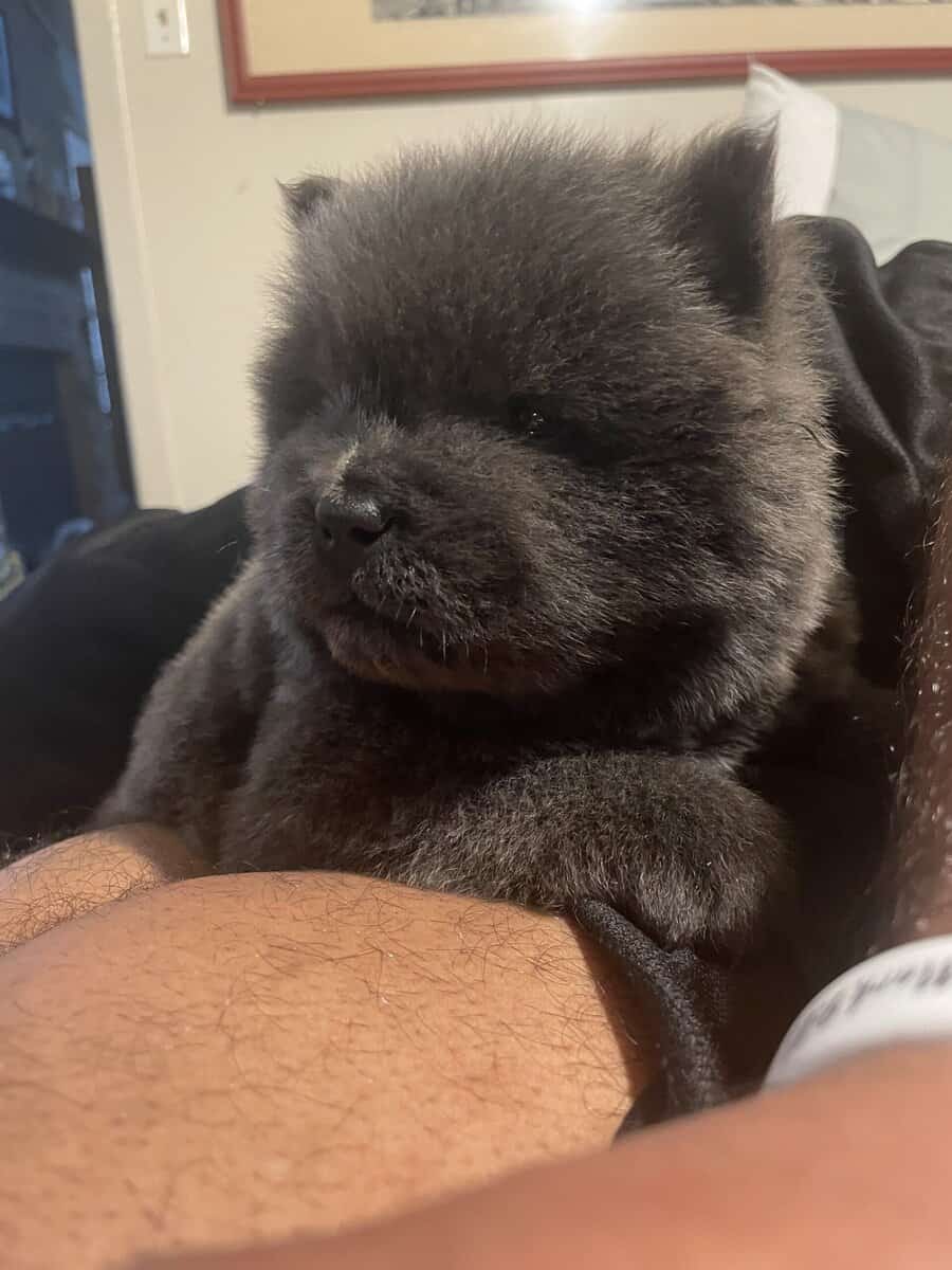 Chow chow puppies image 6