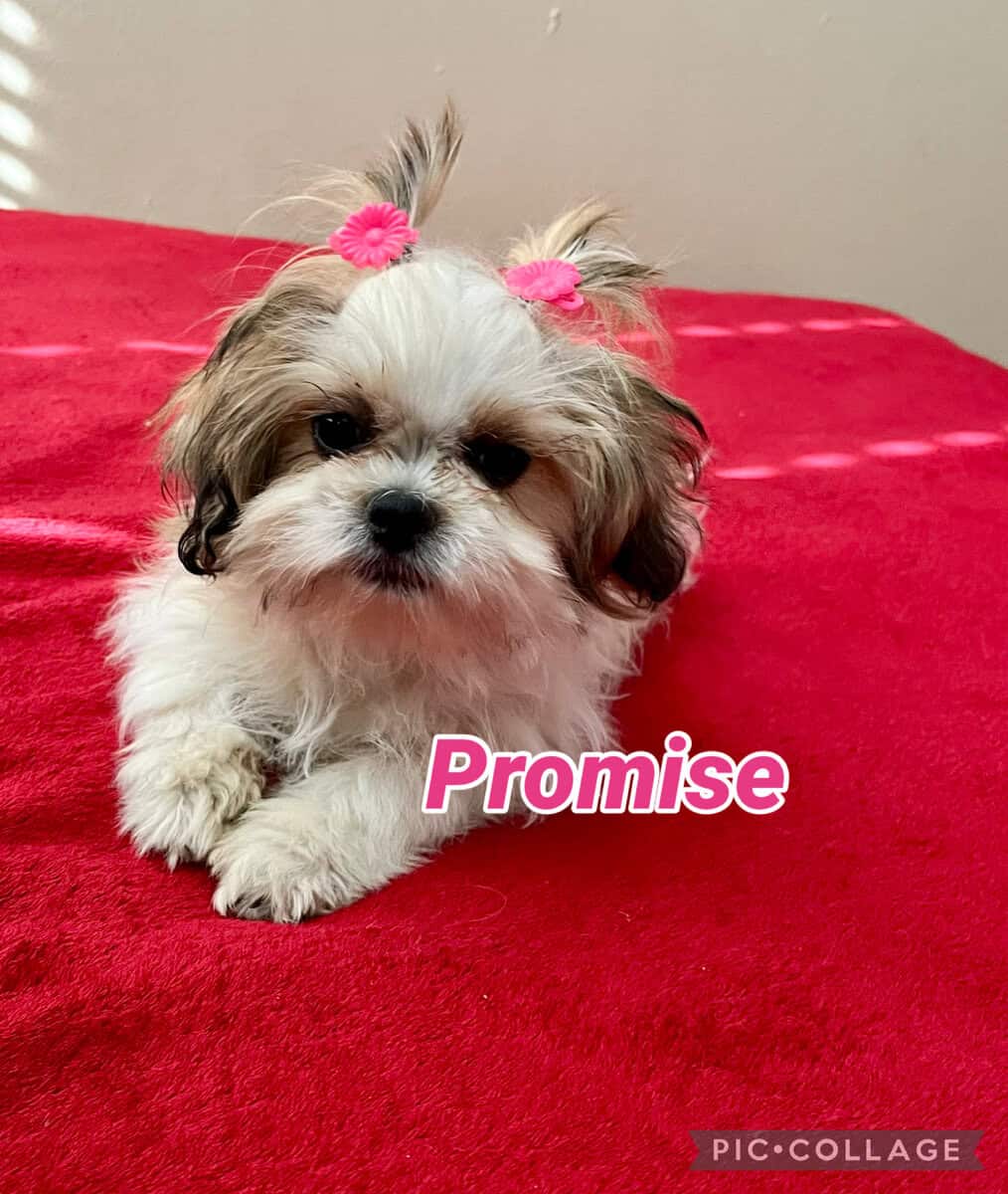 Loving Shih Tzu Puppies - Las Vegas image 2