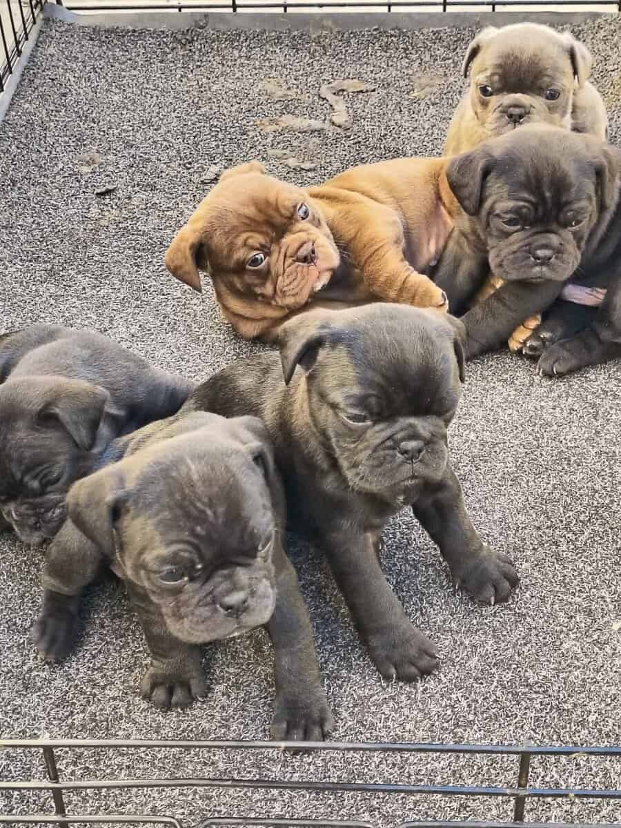 BULLDOGPUGS PUPPIES image 2