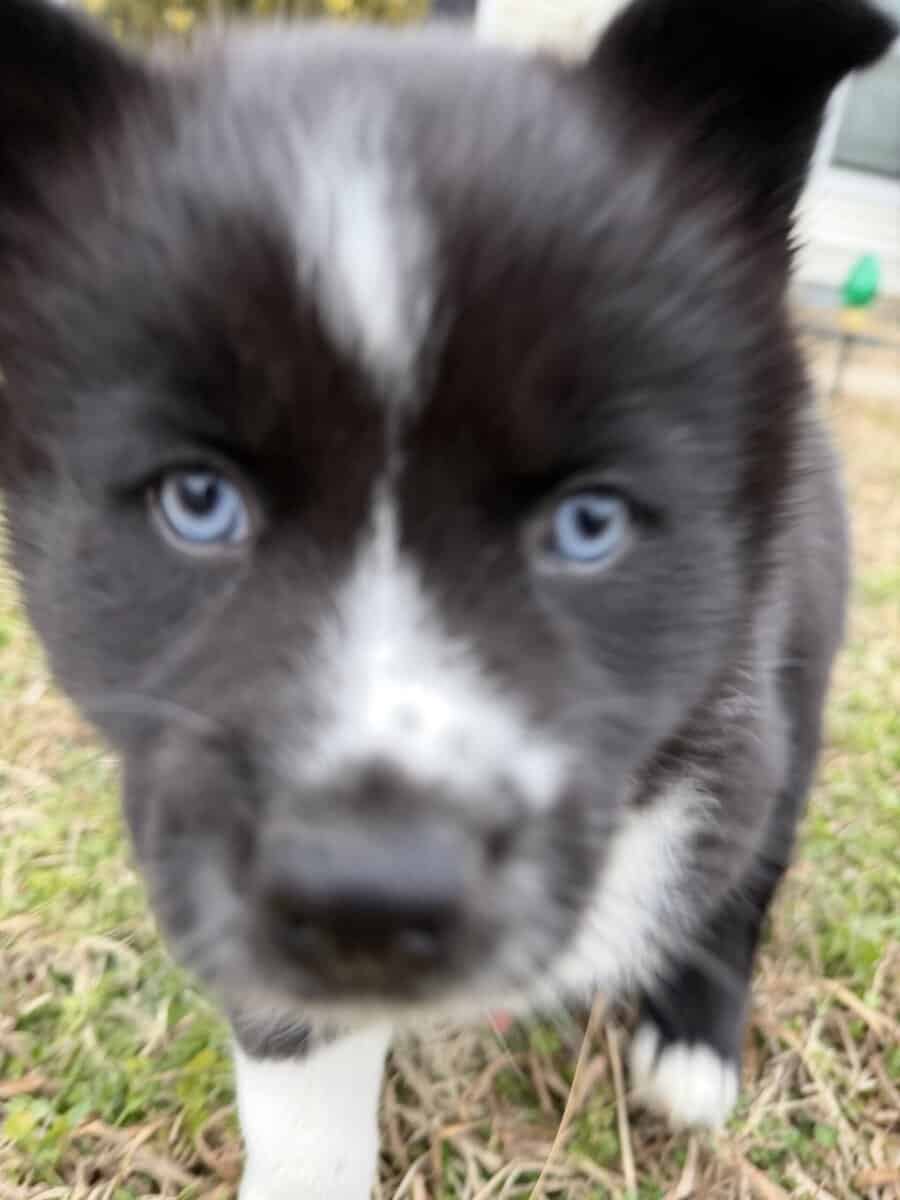 Aurora the Pomsky image 5