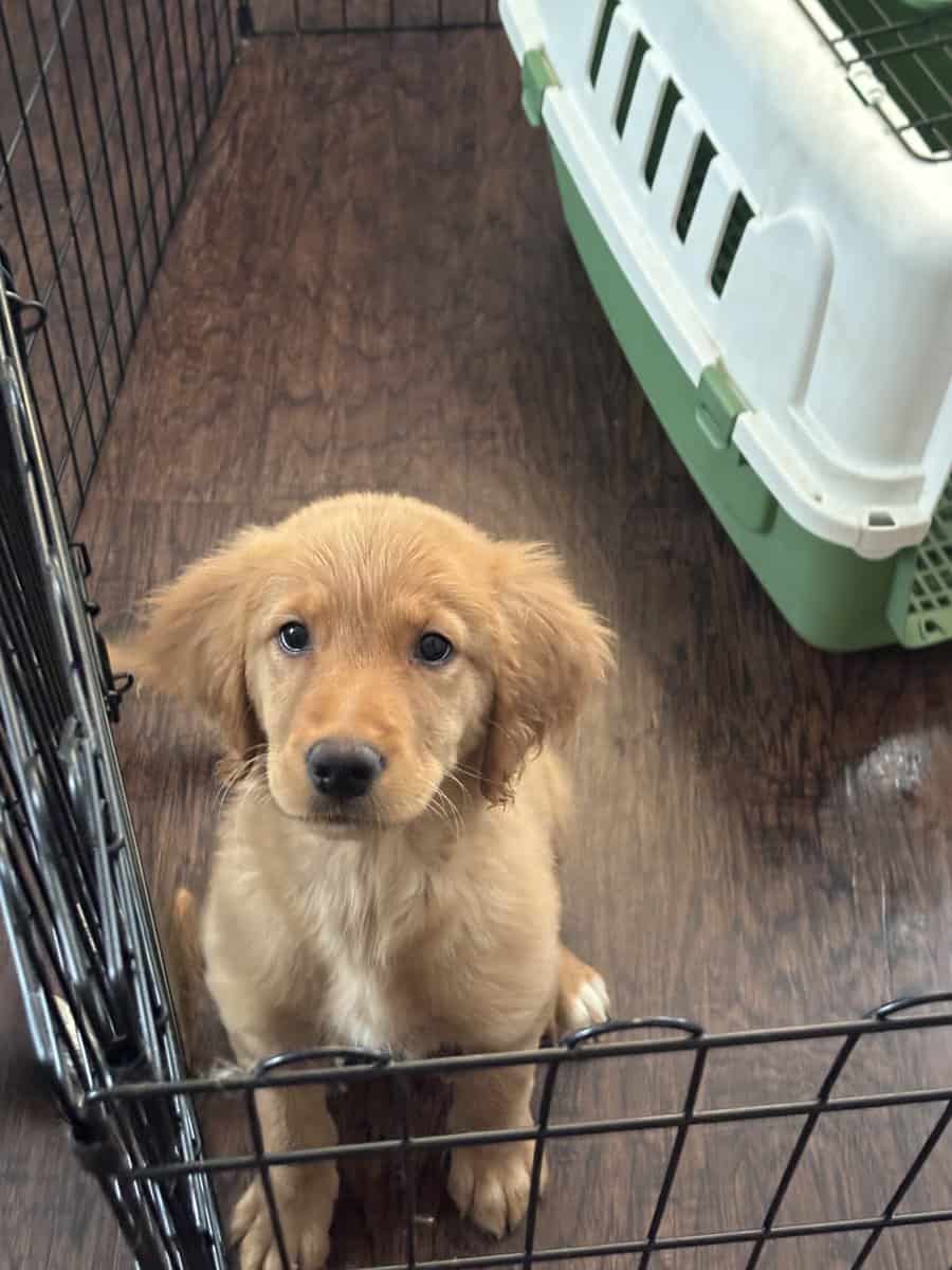 Golden Retriever image 1