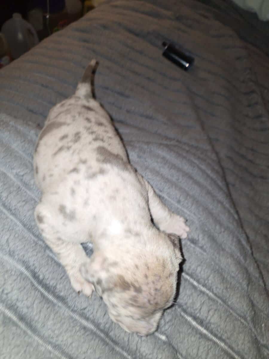 Pitbull puppies for sale image 1
