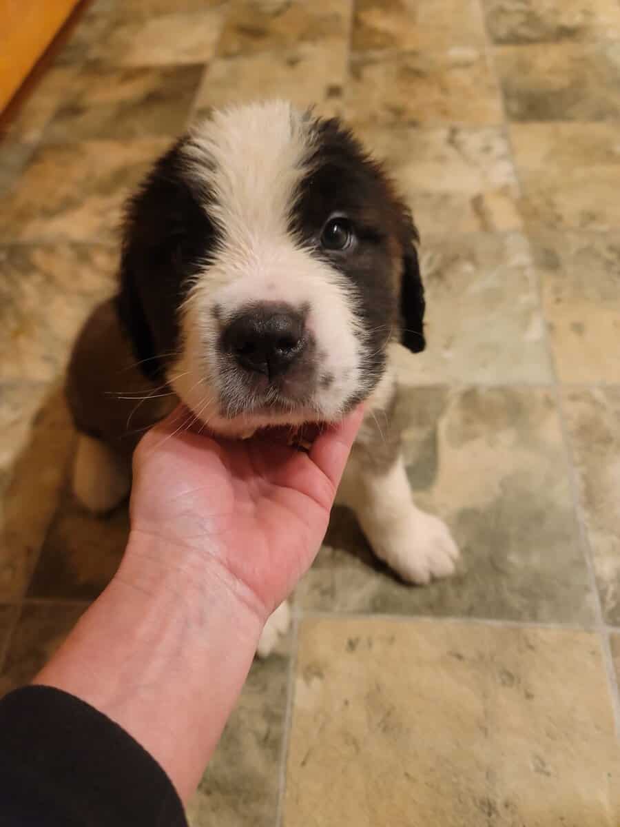 Saint Bernard puppies image 1