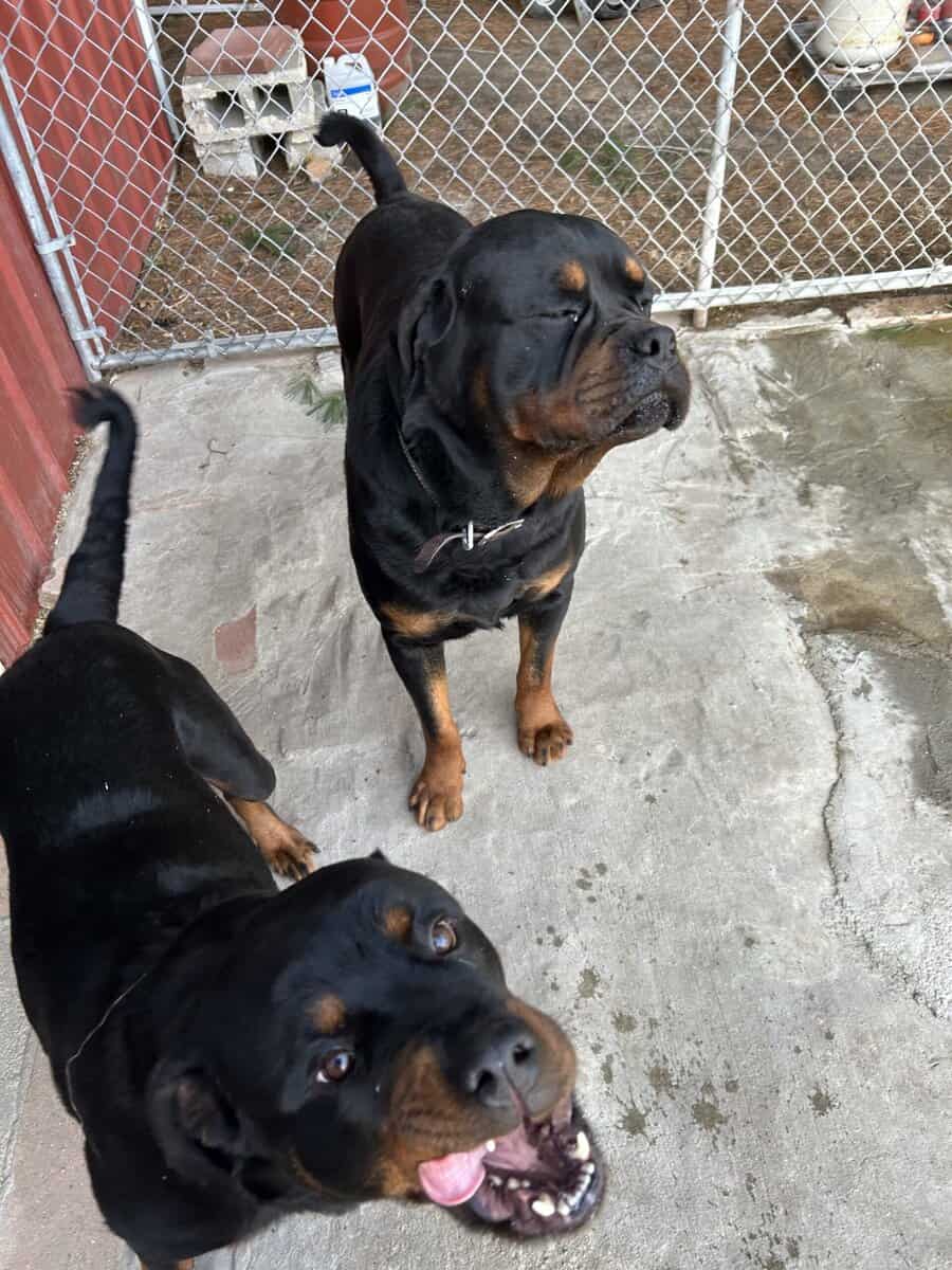 AKC nonspayed Rottweiler image 6