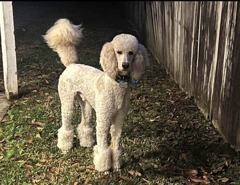 Full-Bred Registered Poodle – 4 Years Old – Kid-Fr image 1