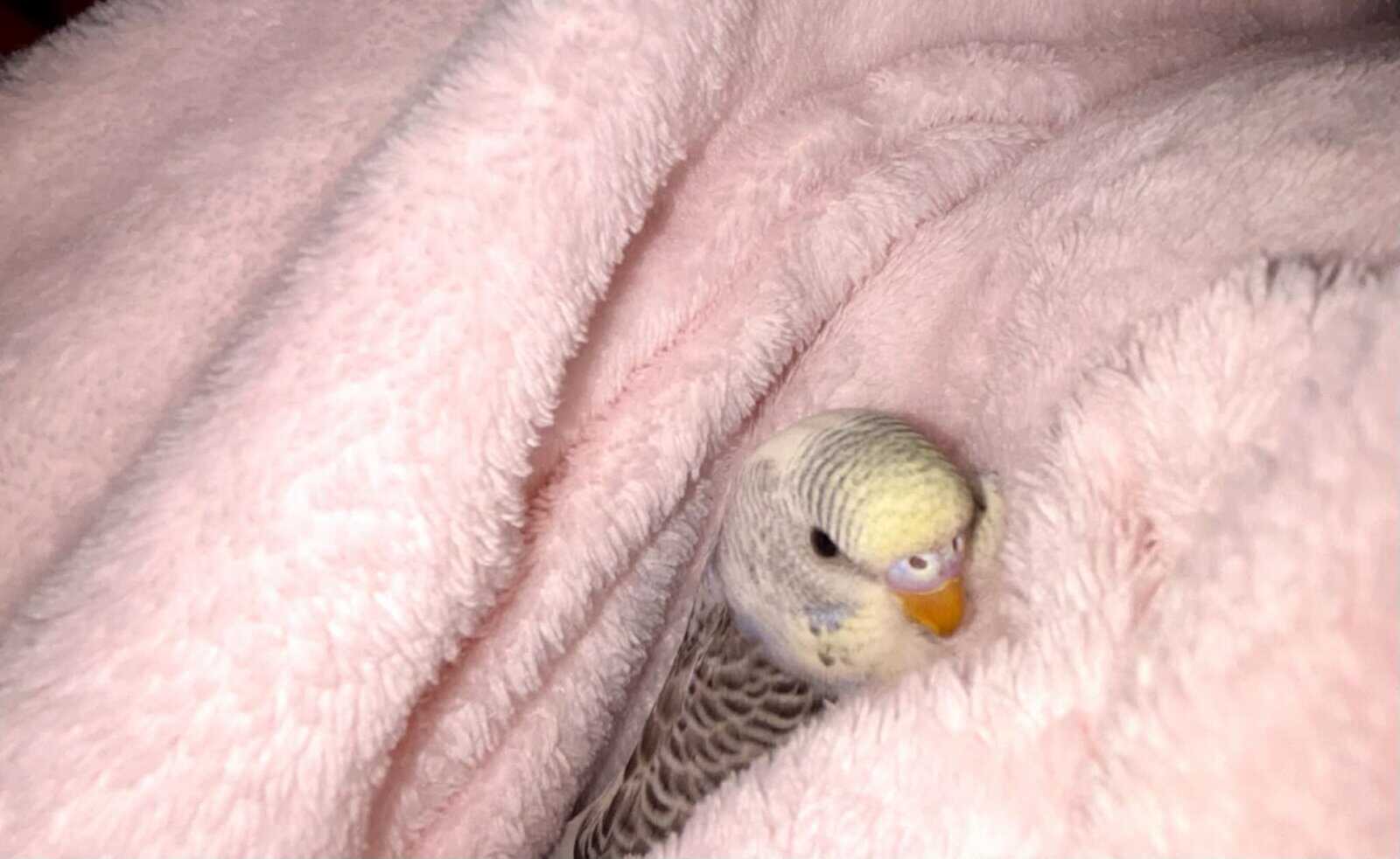 Baby Parakeets image 3