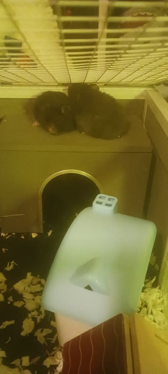 4 week old image 1