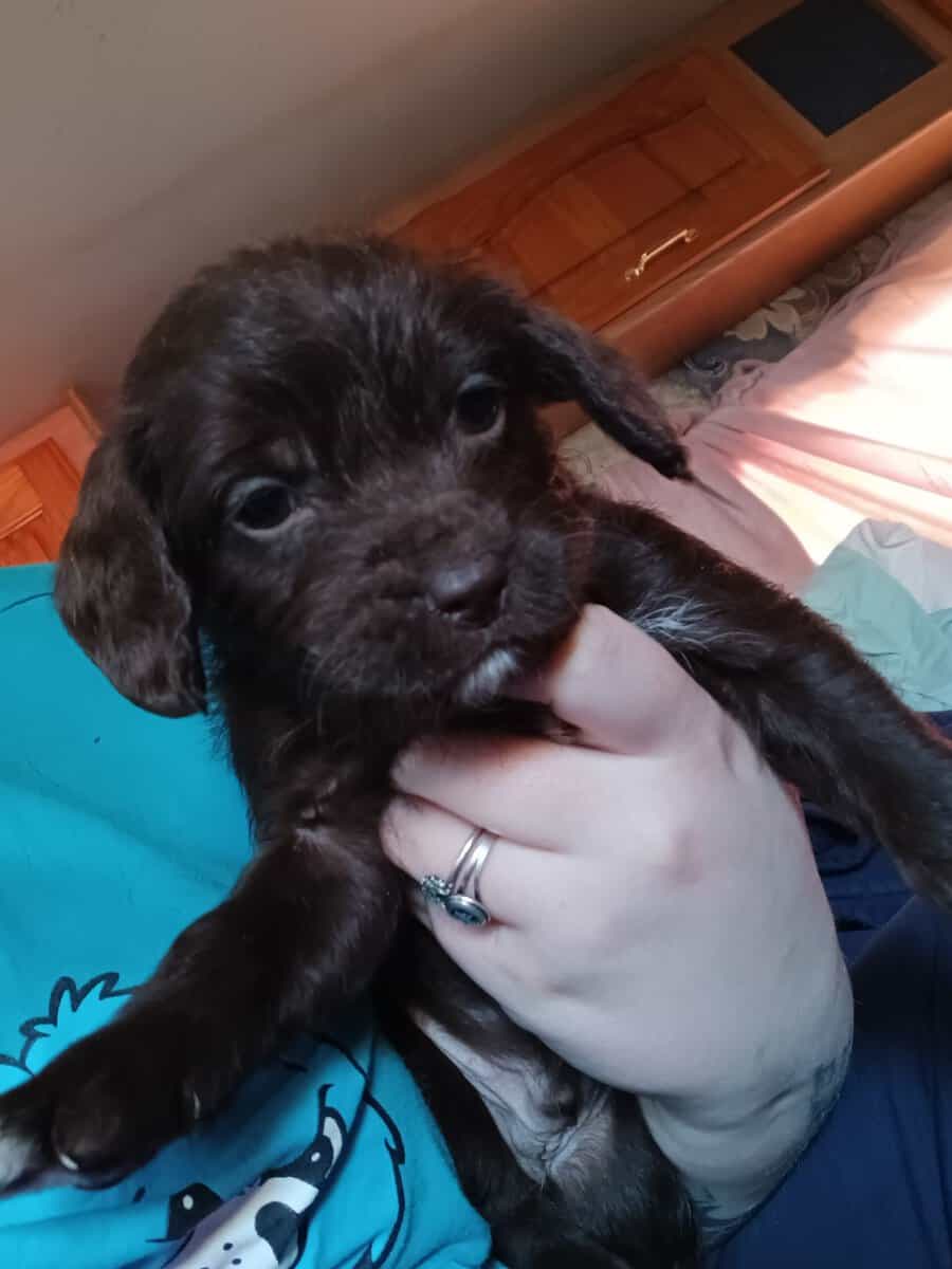 4 puppies available image 5