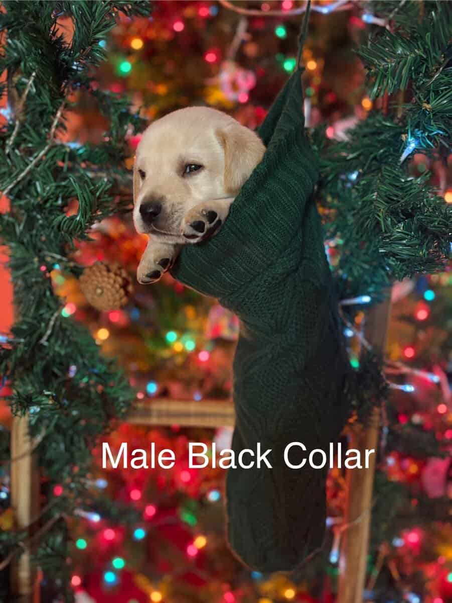 AKC Lab Puppies image 1