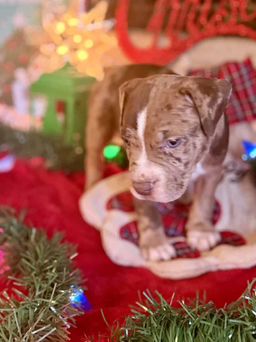 Chocolate Tri Merle Pitbulls image 1